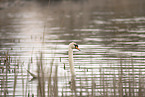 mute swan