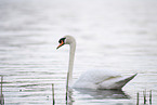 mute swan