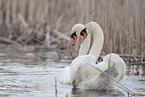 mute swans