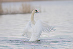 mute swan