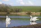 mute swans