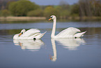 mute swans