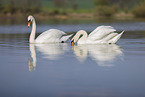 mute swans