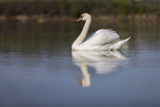 mute swan