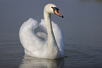 mute swan