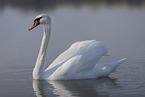 mute swan