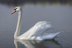 mute swan