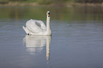 mute swan