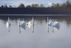 mute swans