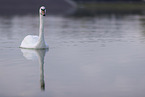 mute swan