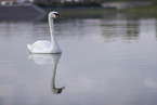 mute swan