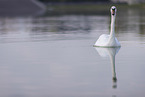 mute swan