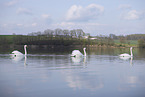 mute swans