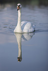 mute swan