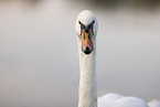 mute swan