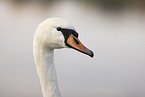 mute swan