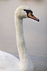 mute swan