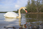 mute swan