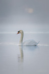 mute swan