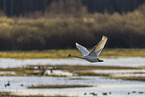 mute swan