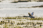 mute swan