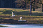 mute swans