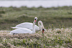 mute swans