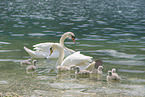 mute swan