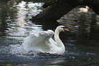 mute swan