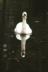 mute swan