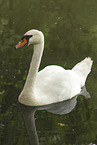 mute swan