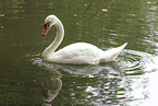 mute swan