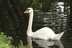 mute swan