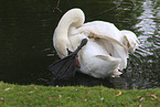 mute swan