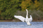 mute swan