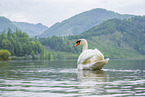 mute swan