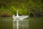 mute swan