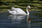 mute swan