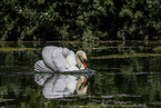 mute swan