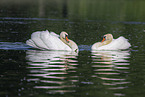 mute swan