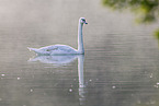 mute swan
