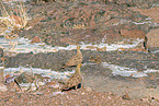Namaqua sandgrouses