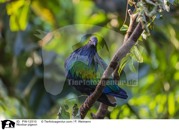 Kragentaube / Nicobar pigeon / PW-12510
