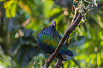 Nicobar pigeon