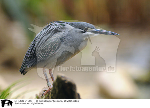 black-crowned night heron / DMS-01003