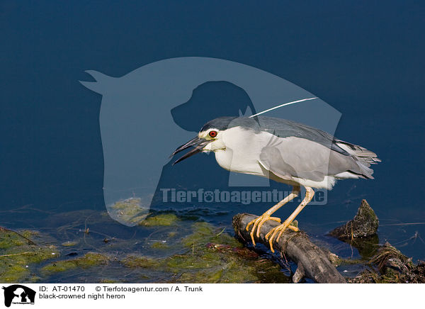 black-crowned night heron / AT-01470