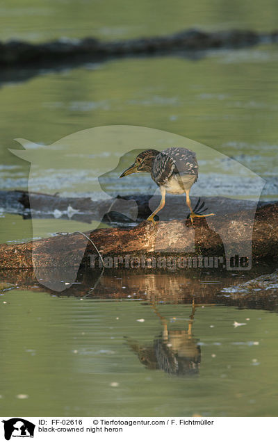 black-crowned night heron / FF-02616