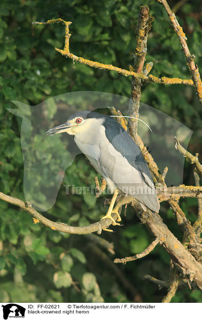 Nachtreiher / black-crowned night heron / FF-02621