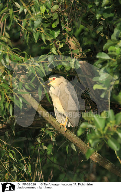 Nachtreiher / black-crowned night heron / FF-02626