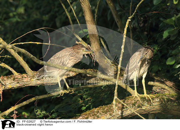 Nachtreiher / black-crowned night heron / FF-02627